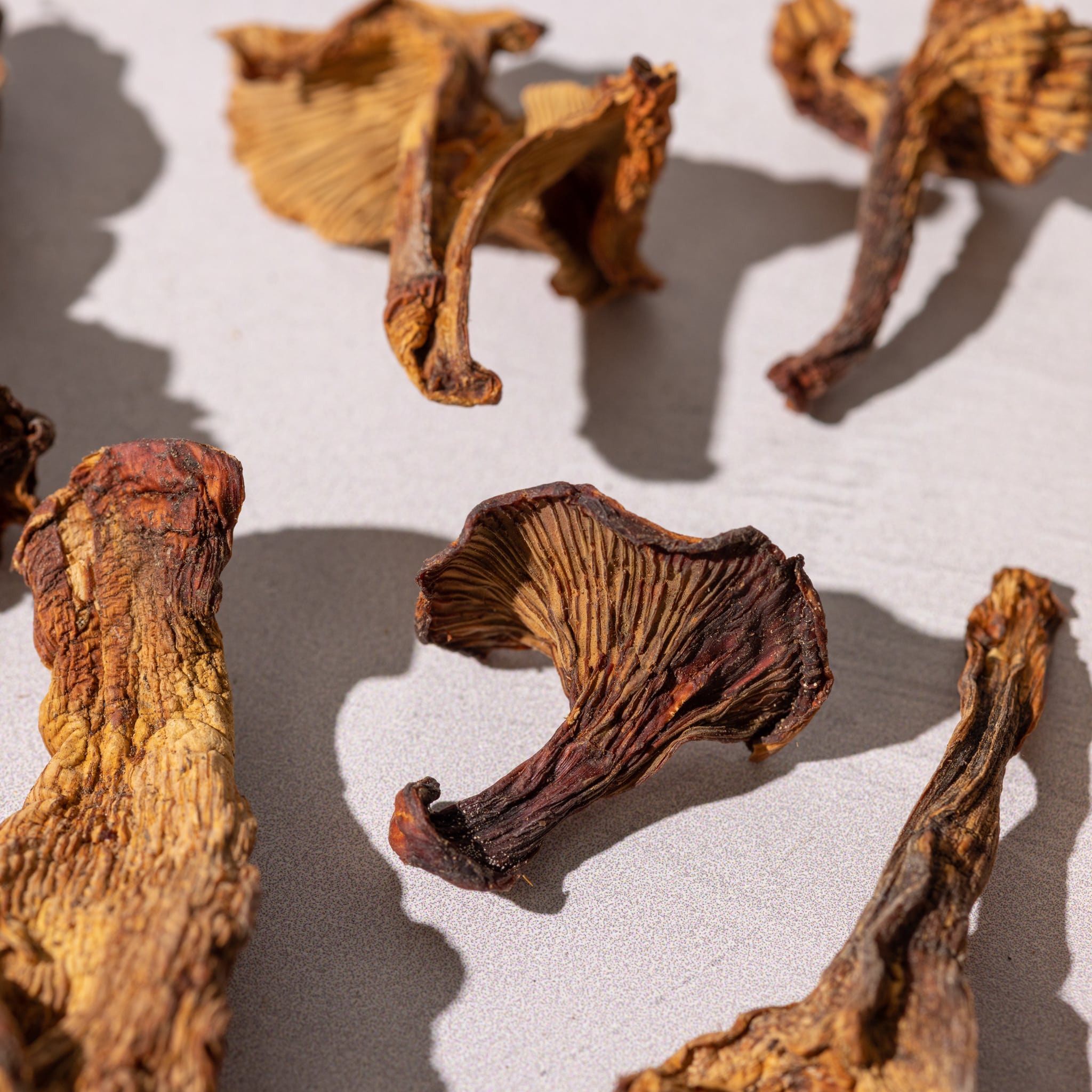 Chanterelle Energy Sustaining Dried Mushrooms KS Mushroom Store